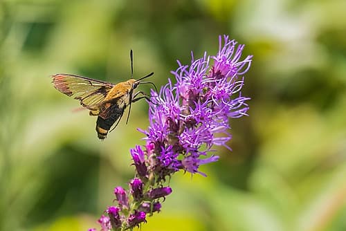 Snowberry Clearwing at Prairie Blazing Star-Effingham County-Illinois Art Print